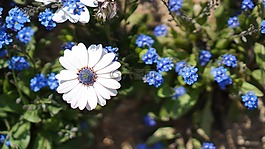鮮花,春天的花朵,野餐
