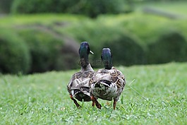 鴨子,鳧,野生動物