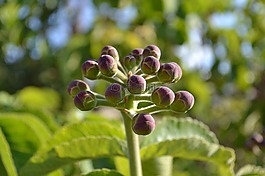 大西洋森林,按鈕的花,野花