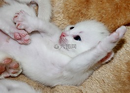 年轻的小猫,甜,宠物