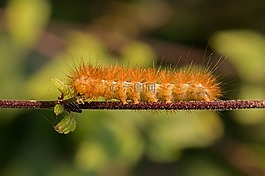 卡特彼勒,毛茸茸,頭發(fā)