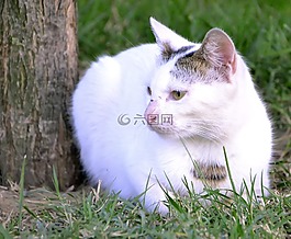白貓,貓,動物