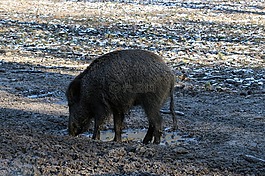 野生,野豬,森林