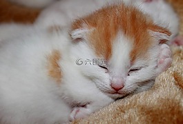 年轻的小猫,甜,宠物
