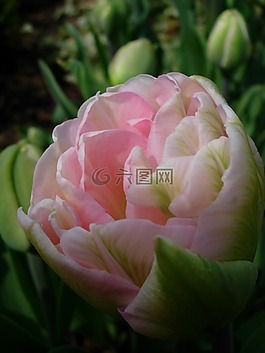 郁金香,粉红色的郁金香,春天