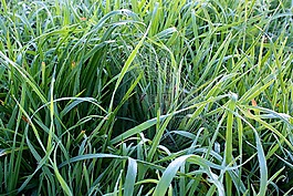草,綠色,草地