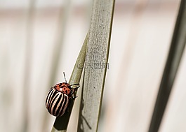 馬鈴薯甲蟲,甲蟲,動物