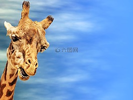 長頸鹿,賀卡,天空