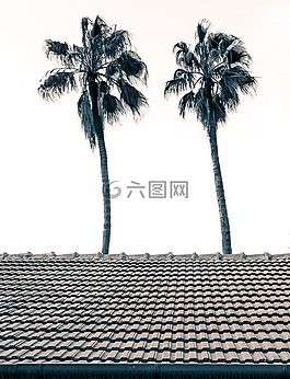 樹,雙,概念
