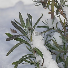 熏衣草,雪,冬天