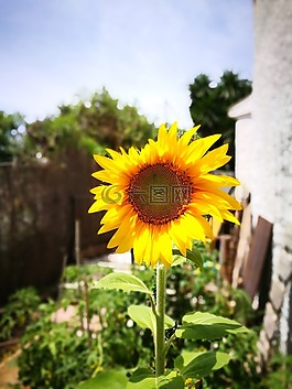 性質(zhì),花園,綠色