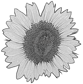 太陽花,花,開花