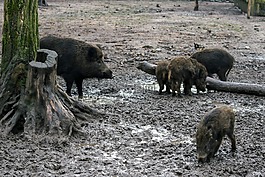 野生,野豬,森林