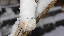 雪,殼,蝸牛樹(shù)