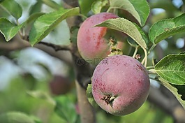 蘋果,花園,樹