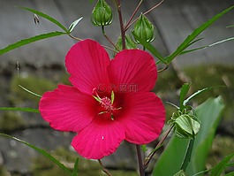 花,粉色,花瓣