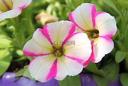 矮牽牛,鮮花,花園矮牽牛