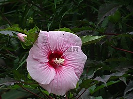 花,粉色,白