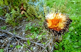 薊,開花,野花
