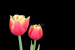 郁金香,鮮花,花