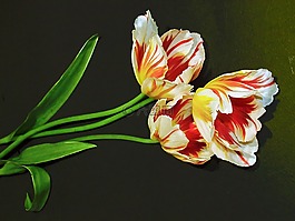 植物,花卉,花束