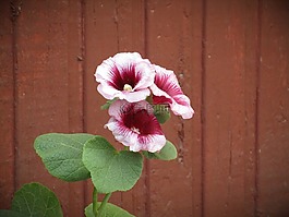 花,鮮花,性質(zhì)