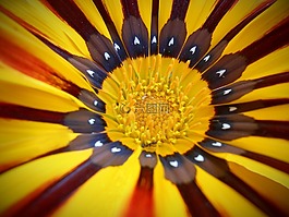花,黄色,黄色花