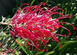 grevillea,花,红色