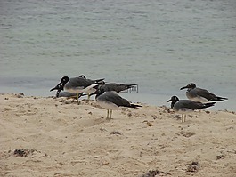鳥,砂,海灘