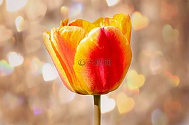 郁金香,花,開花