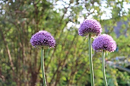 花,紫,開(kāi)花