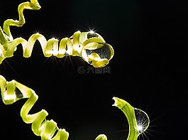 滴的水,秋天的落葉,水