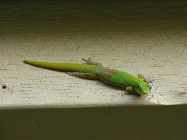 蜥蜴,動(dòng)物,爬行動(dòng)物