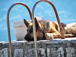 德國牧羊犬,狗,寵物