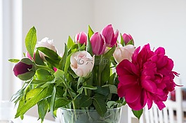 鮮花,牡丹,郁金香
