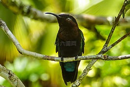 蜂鳥,鳥,黑色