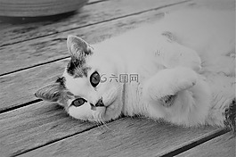 貓,白,動(dòng)物