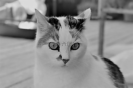 貓,白,動物