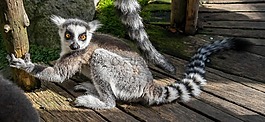 狐猴,可愛(ài)的,公園