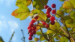 漿果,夏末,花園