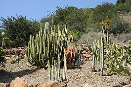 仙人掌,耐花,植物學(xué)