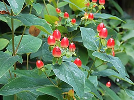 春天,夏季,廠