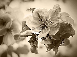 開花,花,自然
