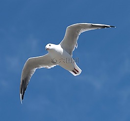 海鷗,藍(lán)色,鳥