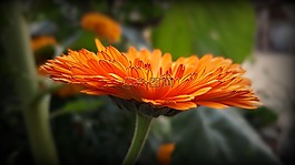 金盞花,橙花,關(guān)閉了