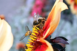 昆蟲,黃蜂,蜜蜂
