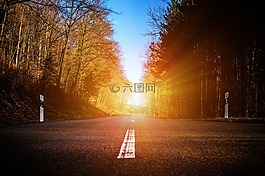 路,森林,樹木
