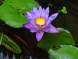 花,紫,黄色