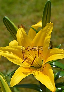 黃色,花,百合