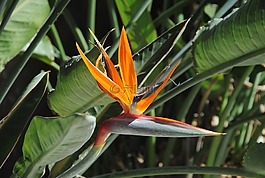 極樂鳥,花,熱帶花卉